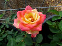 Konfetti ™ rose photo