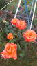 Octoberfest ™ rose photo