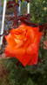 Octoberfest ™ rose photo