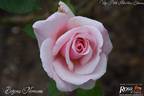 Božena Němcová rose photo