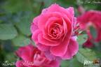 Dynastie ® rose photo