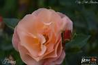 Portorož rose photo