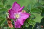 Scabrosa rose photo
