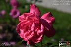Electron ® rose photo