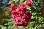 Elmshorn rose photo
