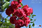 Elmshorn rose photo