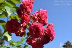 Elmshorn rose photo
