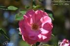 Romanze ® rose photo