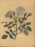 Rosa muscosa variegata rose photo