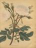 <i>Rosa muscosa</i> staxon <i>alba</i> hort. ex Andrews rose photo