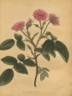 Blandford rose rose photo