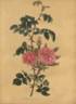 Double Sweet-Briar rose photo