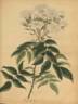 R. moschata plena rose photo