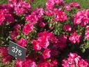 Alisontia ® ville d'Esch-sur-Alzette rose photo