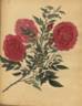 <i>Rosa indica rubra</i> Andr. rose photo