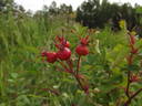 R. woodsii rose photo