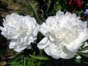 Amalia Olson peony photo