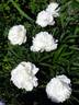 Amalia Olson peony photo