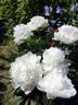 Amalia Olson peony photo