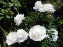 Amalia Olson peony photo
