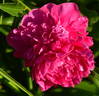 Torch Song peony photo