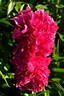 Torch Song peony photo