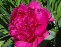 Torch Song peony photo