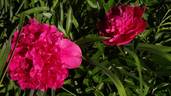 Torch Song peony photo