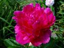 Torch Song peony photo