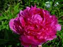 Torch Song peony photo