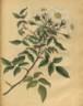 R. sempervirens rose photo