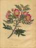 R. blanda rose photo