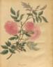 Gracilis rose photo