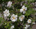Alberta Bouquet rose photo