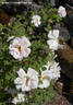 Alberta Bouquet rose photo