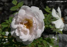 Alberta Bouquet rose photo