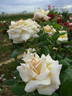 Amelia Earhart rose photo
