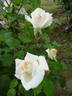 Elisabeth Faurax rose photo