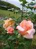 Ankara rose photo