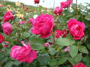 Baron Palm rose photo