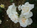 Grand Nord ® rose photo