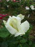 Blanc Dot rose photo