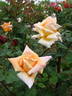 Cannes Festival rose photo