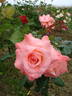 Sheer Elegance ™ rose photo