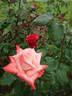 Annie Girardot rose photo