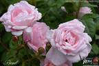 Racquel ™ rose photo