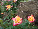 Eiko rose photo