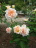 Cacilda Backer rose photo