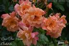 Scent From Heaven rose photo