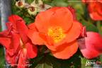 Tangerine Tango rose photo